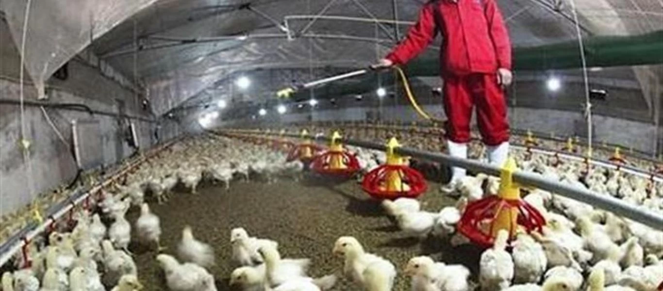 Συναγερμός την Μεγάλη Βρετανία μετά τον εντοπισμό κρούσματος της γρίπης των πτηνών